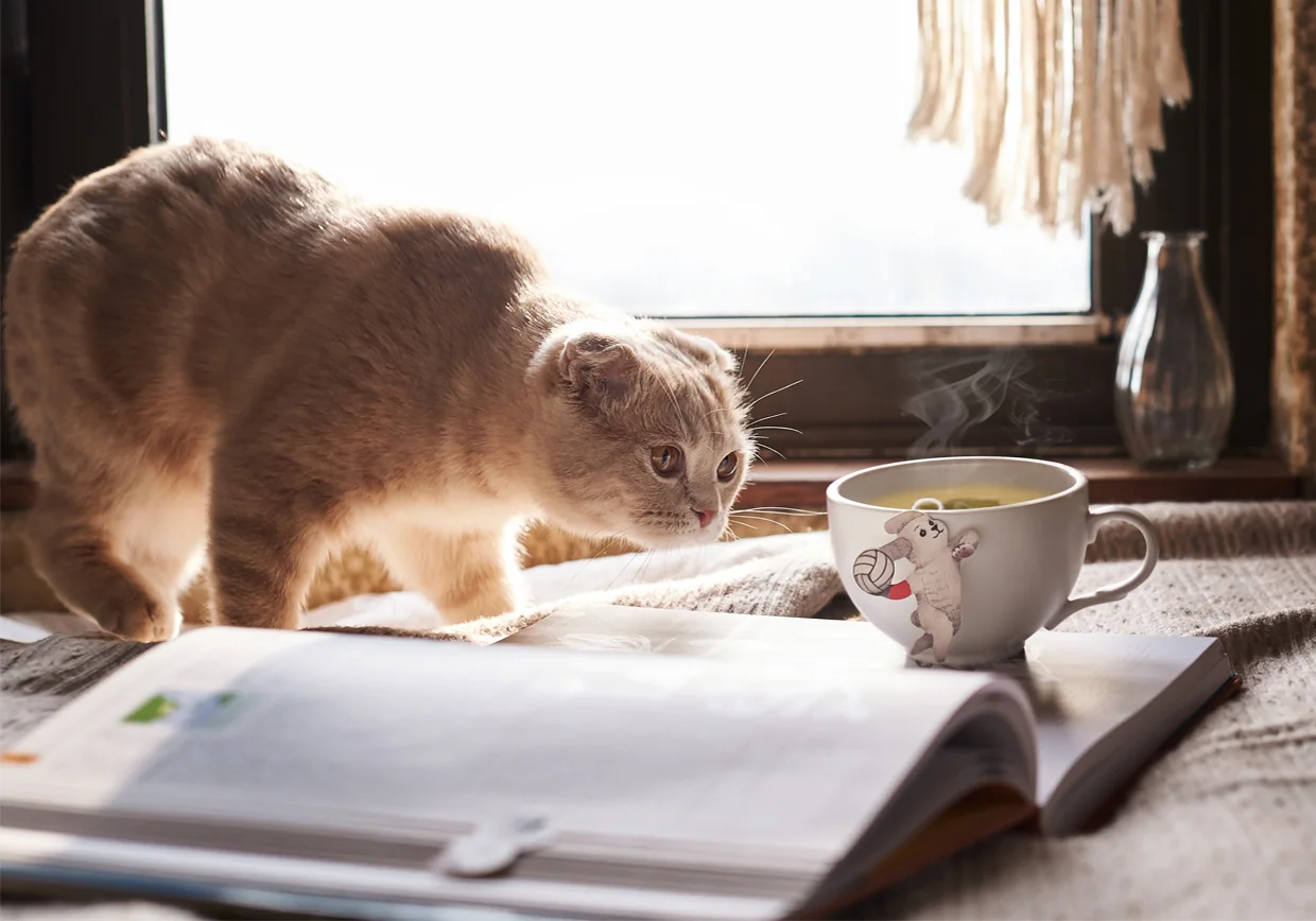 A cat discovering a Gongdreen teacup